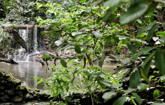 Protectores de la Selva Lacandona reciben pago de