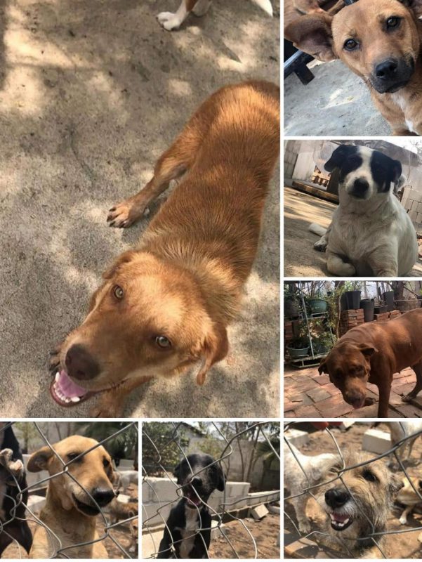 Adopcin animal y esterilizacin, dos formas de amar