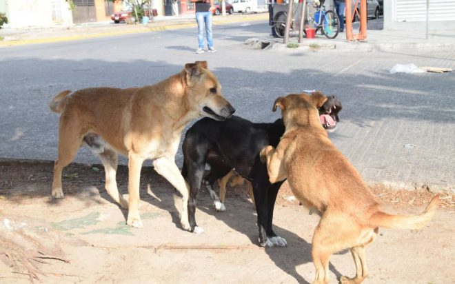 Se tolera matanza de perros callejeros en municipios