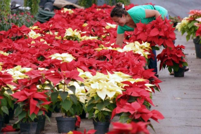 La Navidad comienza con flores: vendedores de nochebuenas invitan a  consumir local