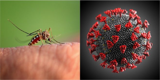 ¿COVID o dengue?, un medico debe determinarlo