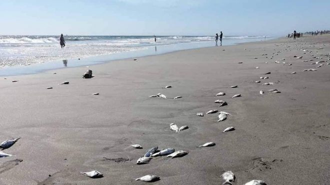 Cambio climatico y pesca sin control origina muerte de peces en playas chiapanecas