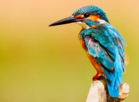 El río Sabinal será la sede del segundo Festival de Aves Migratorias en Tuxtla