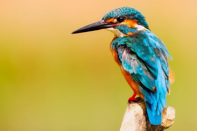 El río Sabinal será la sede del segundo Festival de Aves Migratorias en Tuxtla