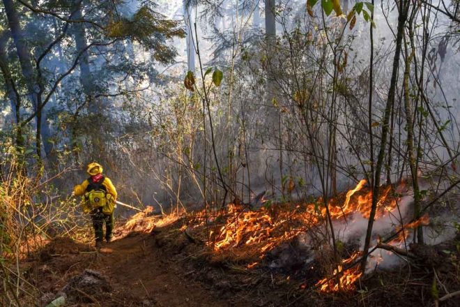 Incendios han consumido 10 mil 045.65 hectáreas de Chiapas: primer lugar nacional en afectación por siniestros