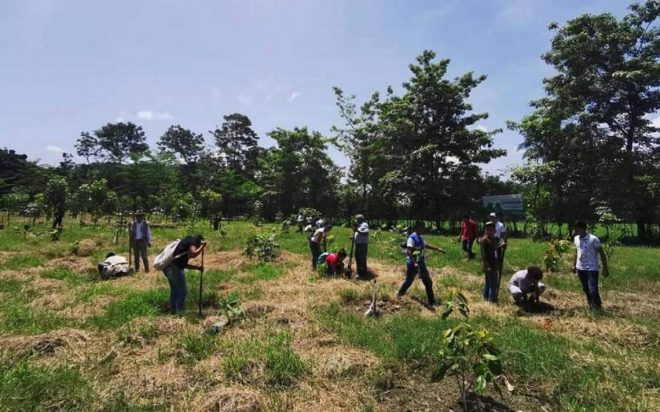 Tras incendios, Chiapas puede ser verde otra vez: únete a reforestacin de un milln de arboles