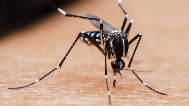 Confirman 76 casos de dengue en Chiapas: investigan tres muertes relacionados a esta enfermedad