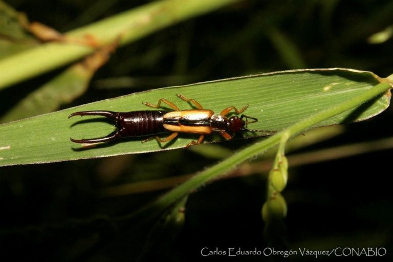 ¿Miedo a las tijerillas? No son peligrosas, pero asi puedes mantenerlas