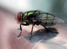 Hablemos de naturaleza: ¿qué función cumplen las “molestas” moscas?