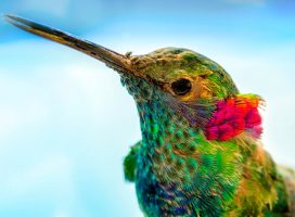 Tu propio jardín para colibríes