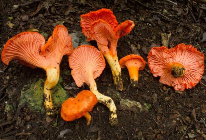 Desmitificando los hongos en Chiapas: muchos son comestibles