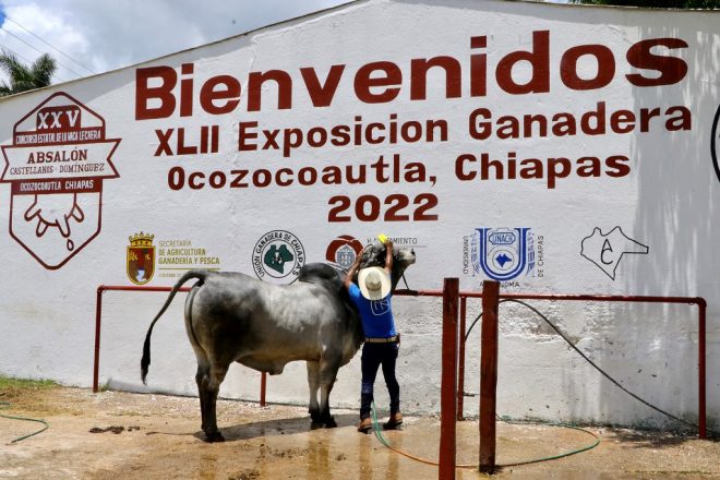 Desde Ocozocoautla, Gobierno de Chiapas impulsa acciones para fortalecer la produccin de leche