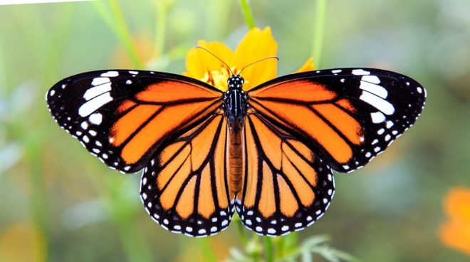 Mariposa monarca, la pequeña migratoria que ya resiente los efectos del cambio climatico
