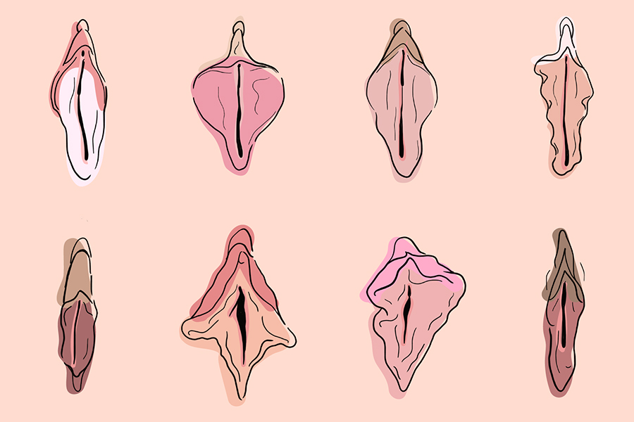 Vulva o vagina ?🤔 Sabias que la vulva y vagina NO son lo mismo