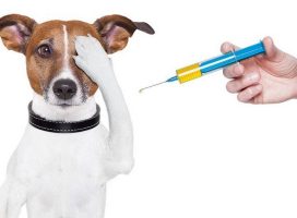 No dudes en vacunar a tu mascota contra la rabia, el peligro es real y vigente
