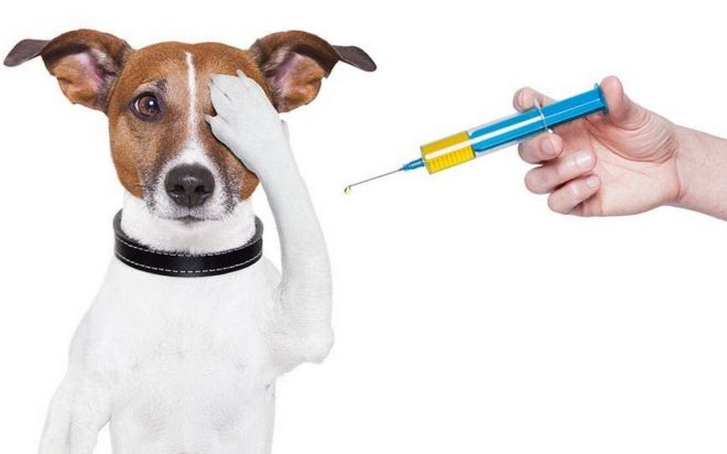 No dudes en vacunar a tu mascota contra la rabia, el peligro es real y vigente