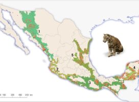 Población del jaguar se recupera en un 20 por ciento