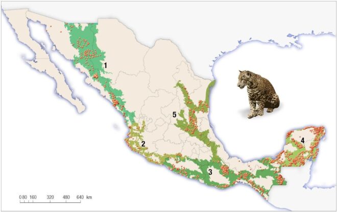 Población del jaguar se recupera en un 20 por ciento