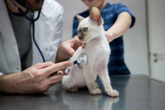 ¿lo Sabías Los Veterinarios También Protegen La Salud De Los Chiapanecosemk 0479